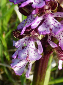 Orchis purpurea